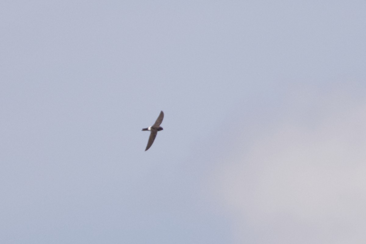 House Swift - ML640990021