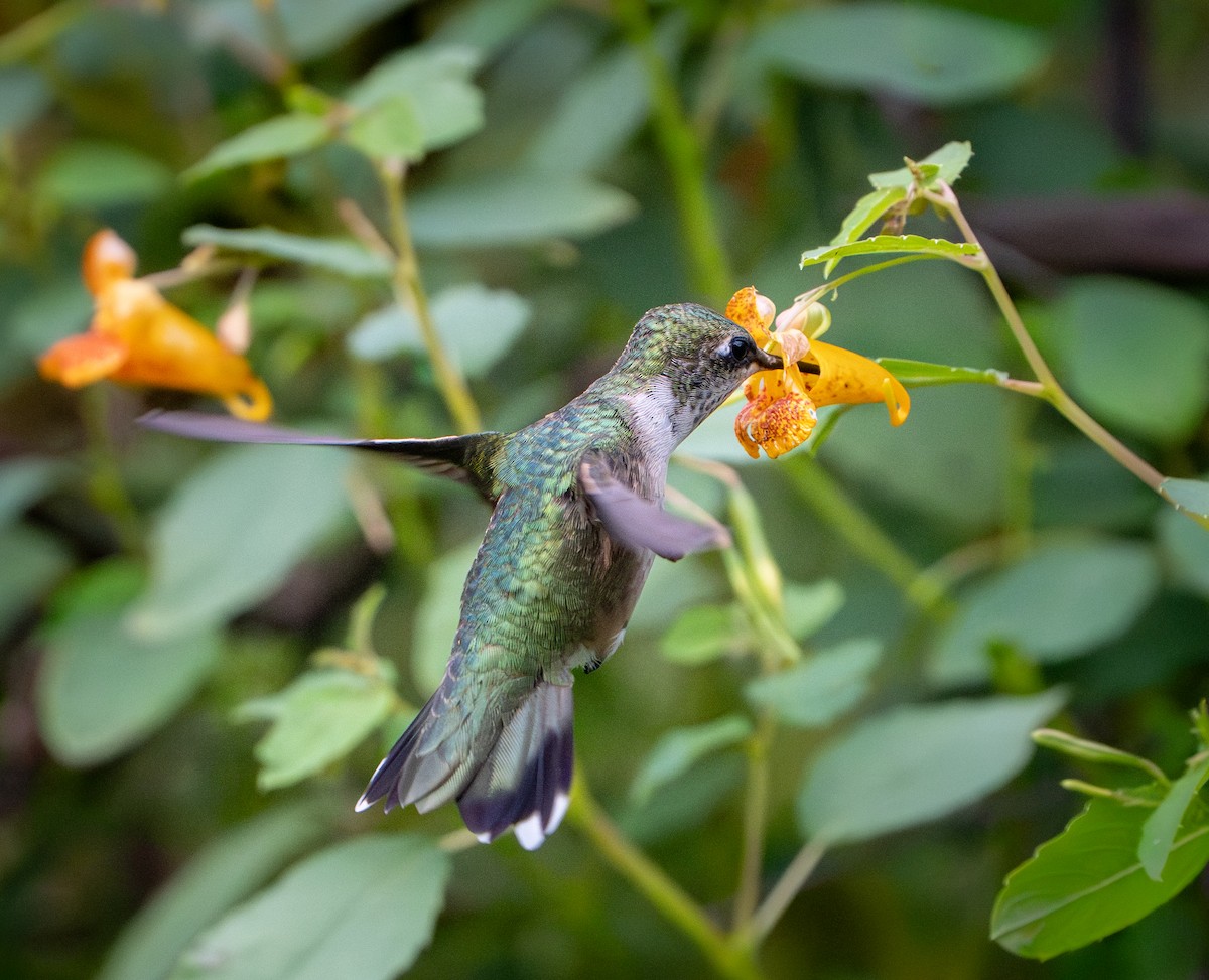 Ruby-throated Hummingbird - ML640990062