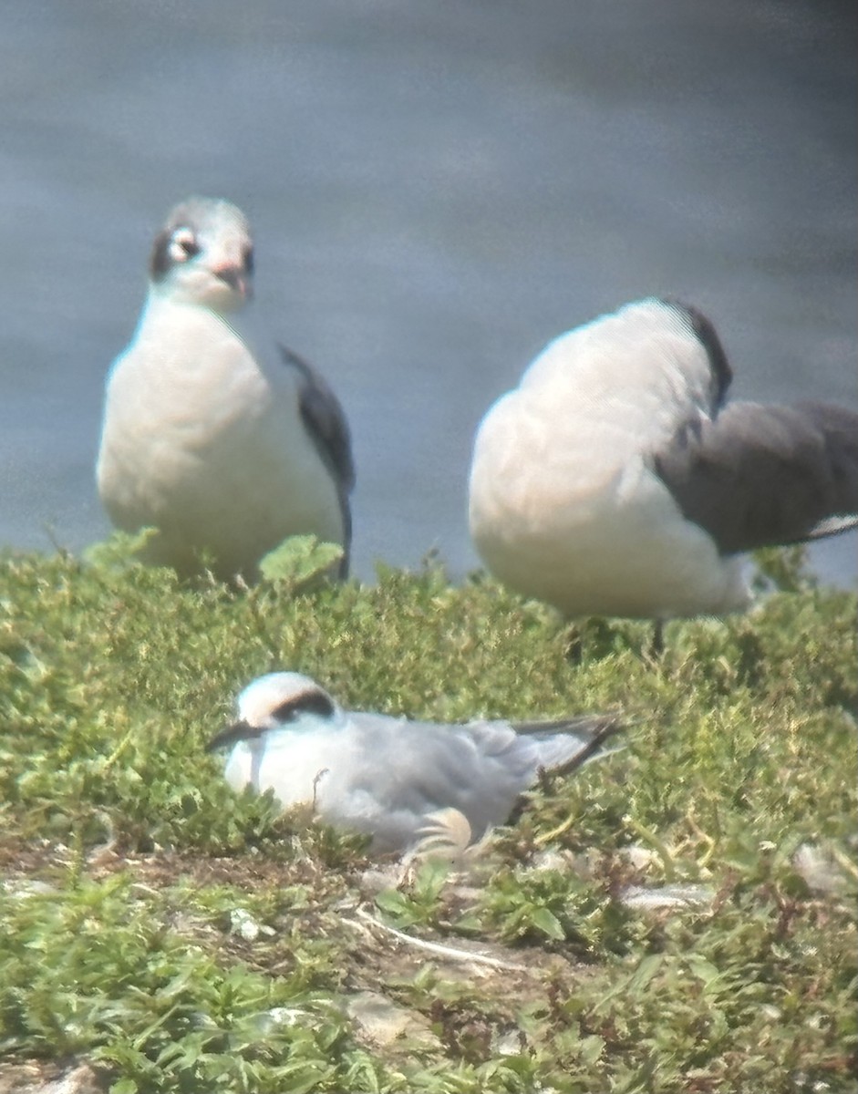 Forster's Tern - ML640990107