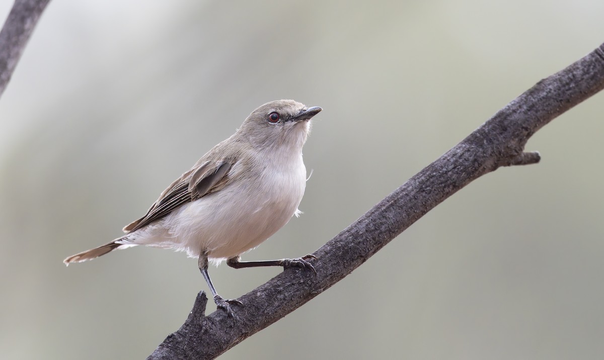 Western Gerygone - ML640990115