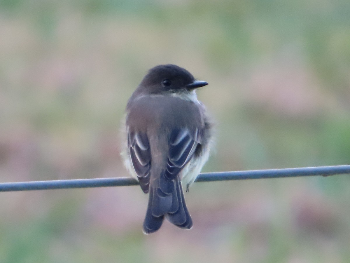 Ak Karınlı Fibi - ML640990124