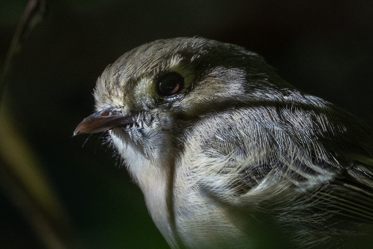 Hutton's Vireo - ML640990130