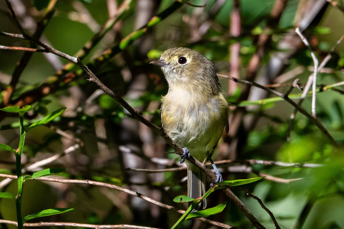 Hutton's Vireo - ML640990131