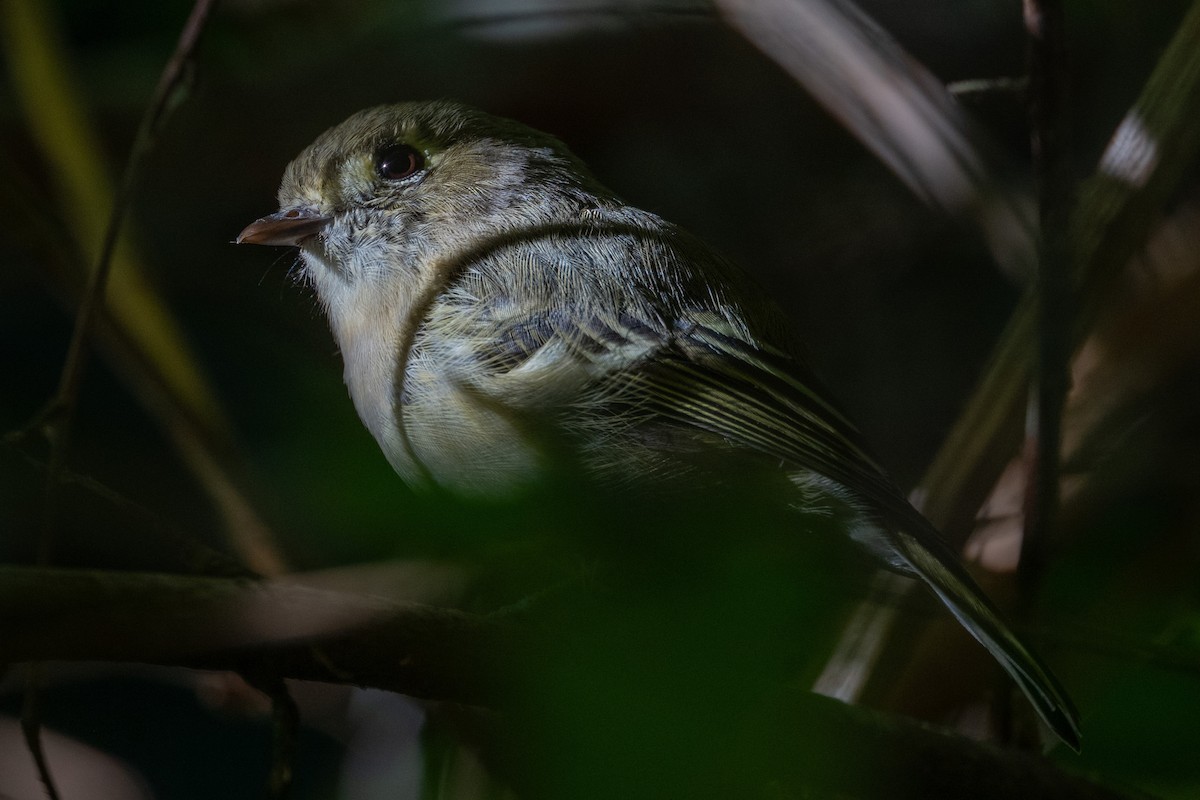 Hutton's Vireo - ML640990132