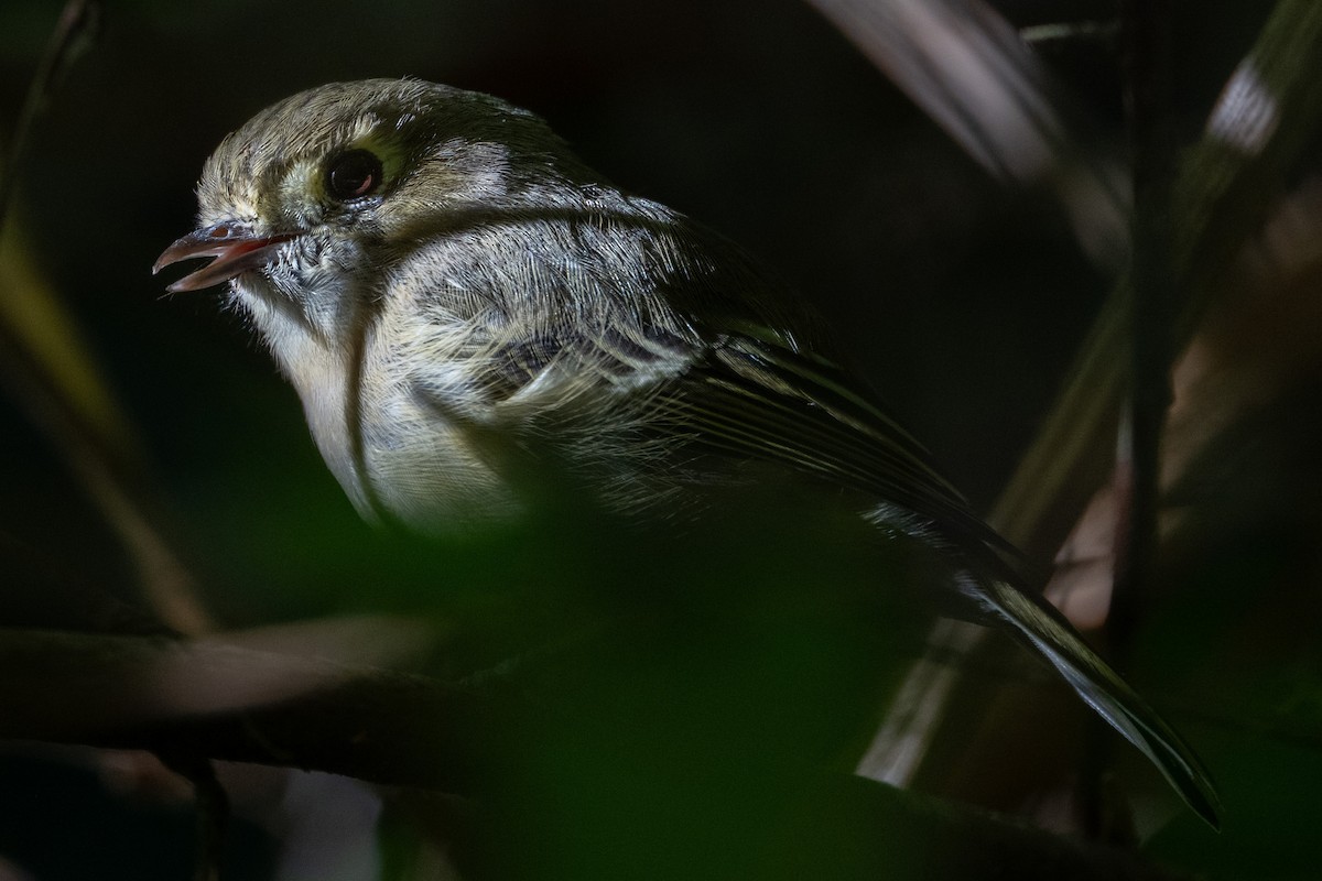 Hutton's Vireo - ML640990133