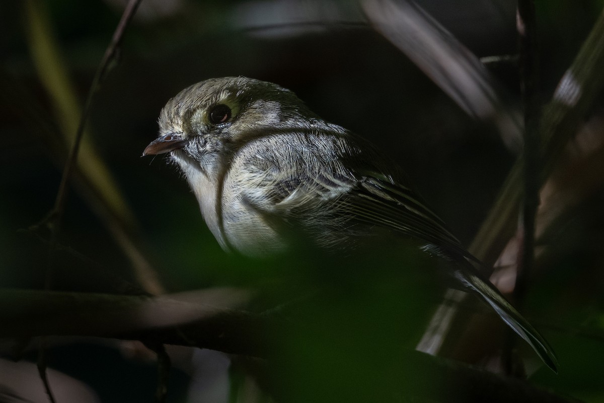 Hutton's Vireo - ML640990134
