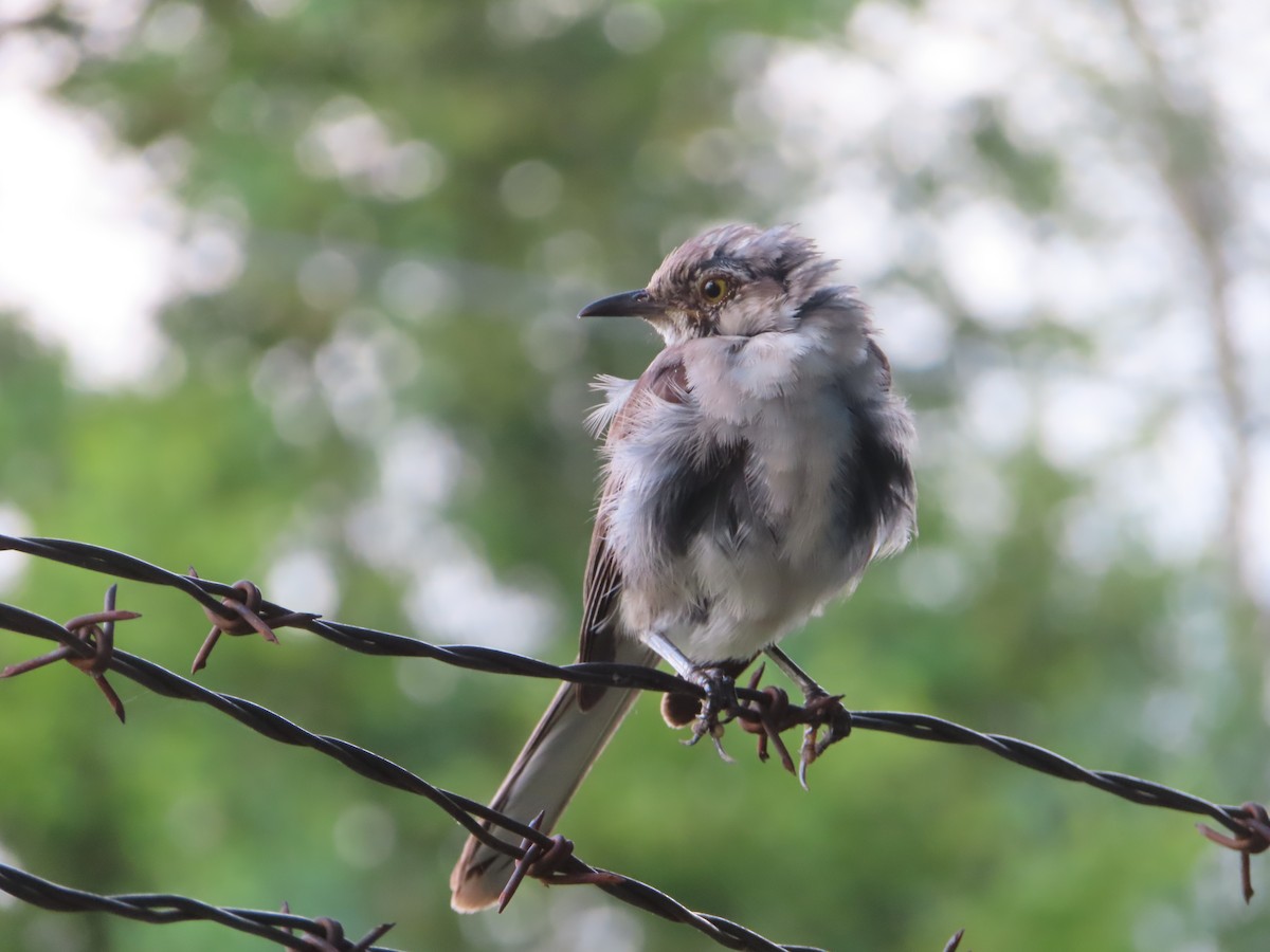 Kuzeyli Taklitçi - ML640990137