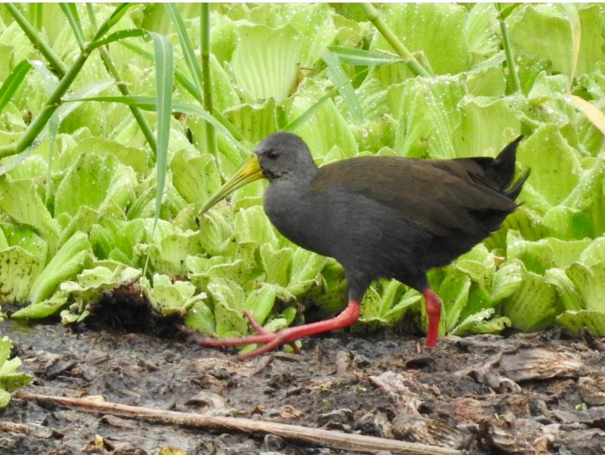 Blackish Rail - ML640990156