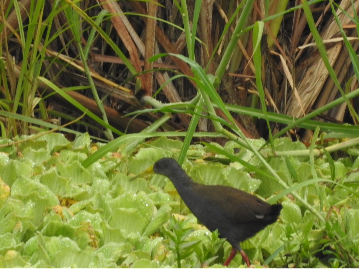 Blackish Rail - ML640990157