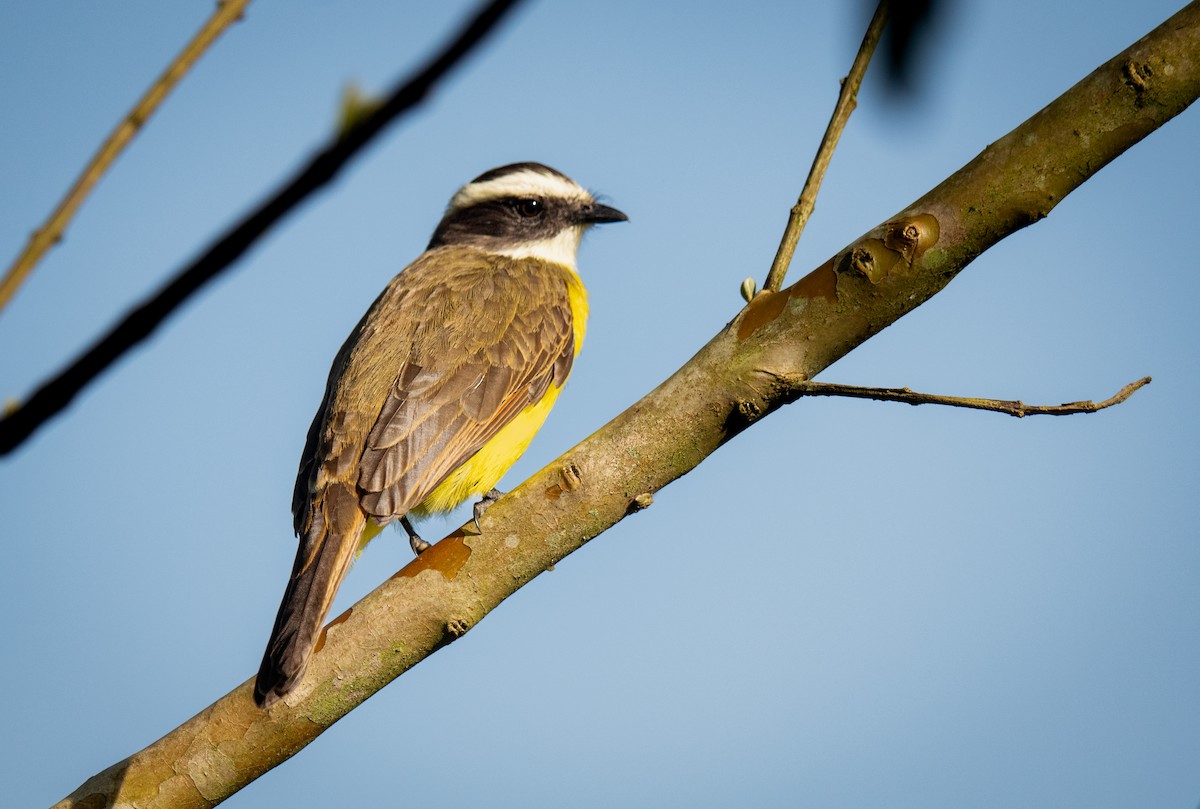 Rusty-margined Flycatcher - ML640990165