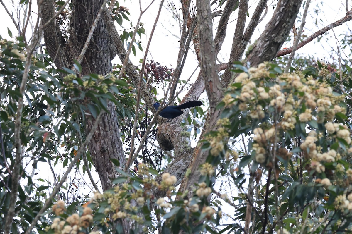 Blue Coua - ML640990168