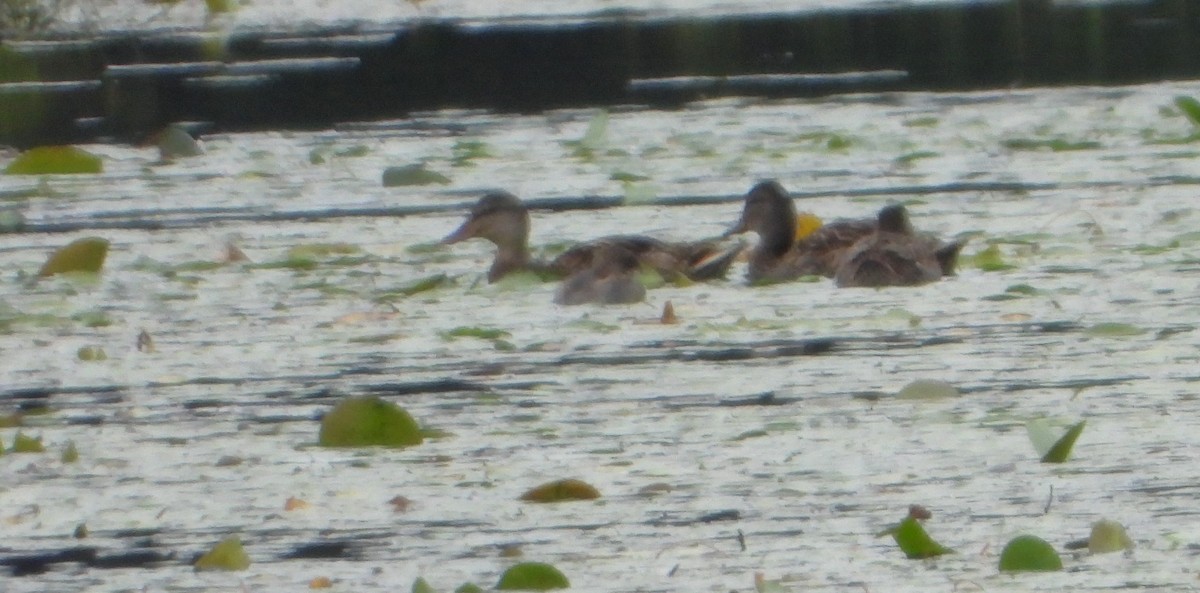 American Black Duck - ML640990172