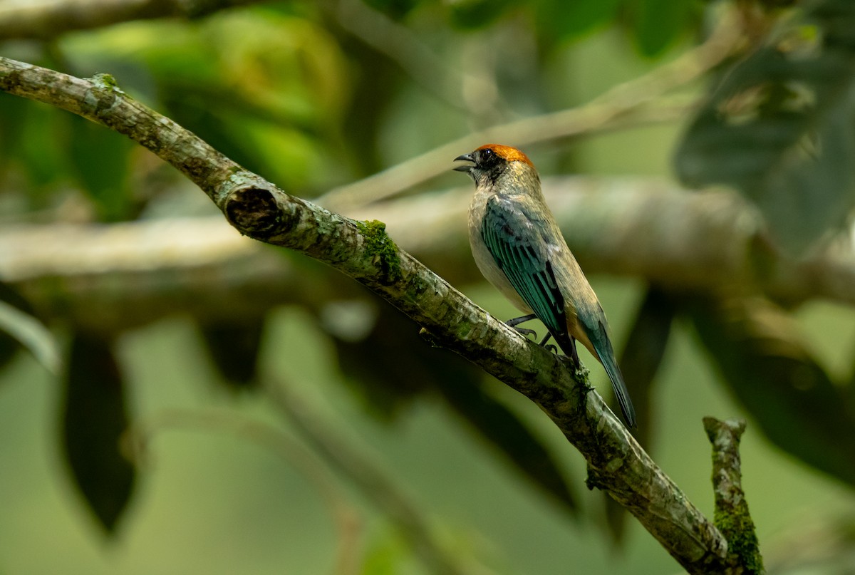 Scrub Tanager - ML640990190