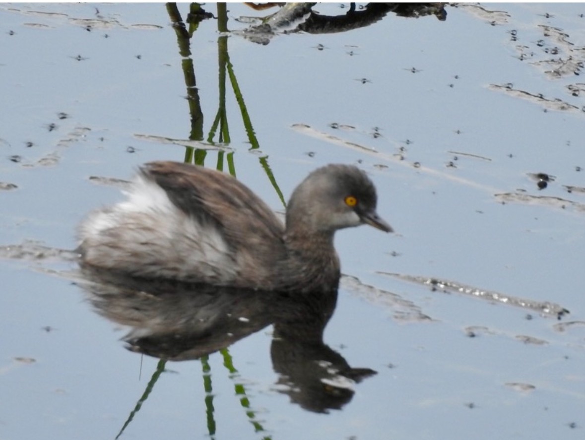 Least Grebe - ML640990216