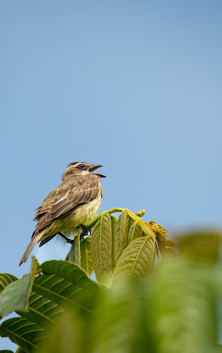 Piratic Flycatcher - ML640990232