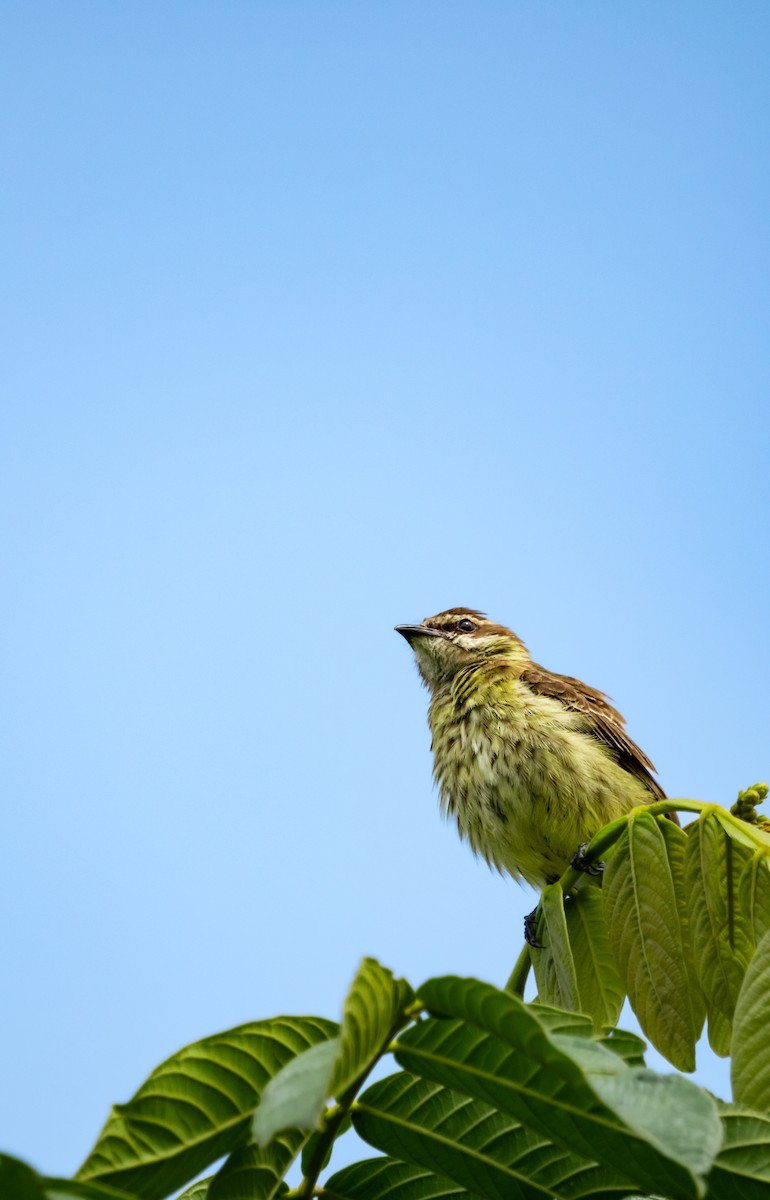 Piratic Flycatcher - ML640990233