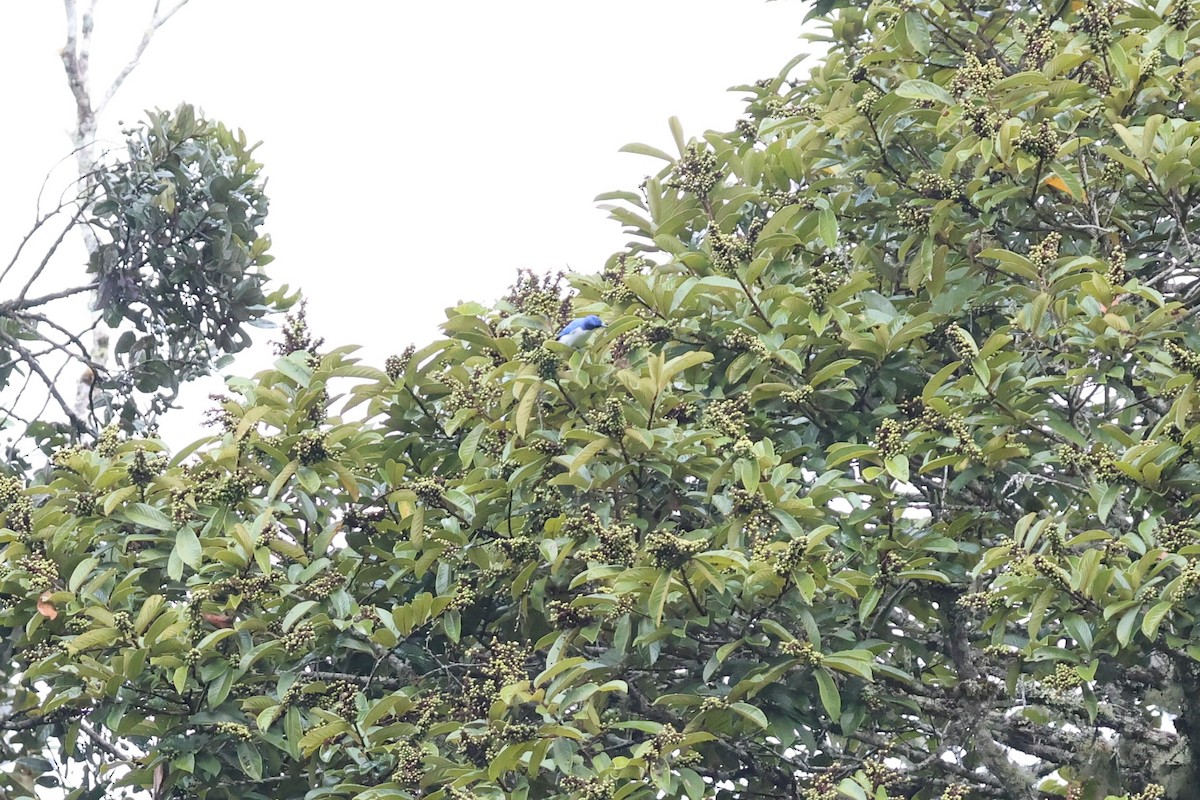 Madagascar Blue Vanga - ML640990245
