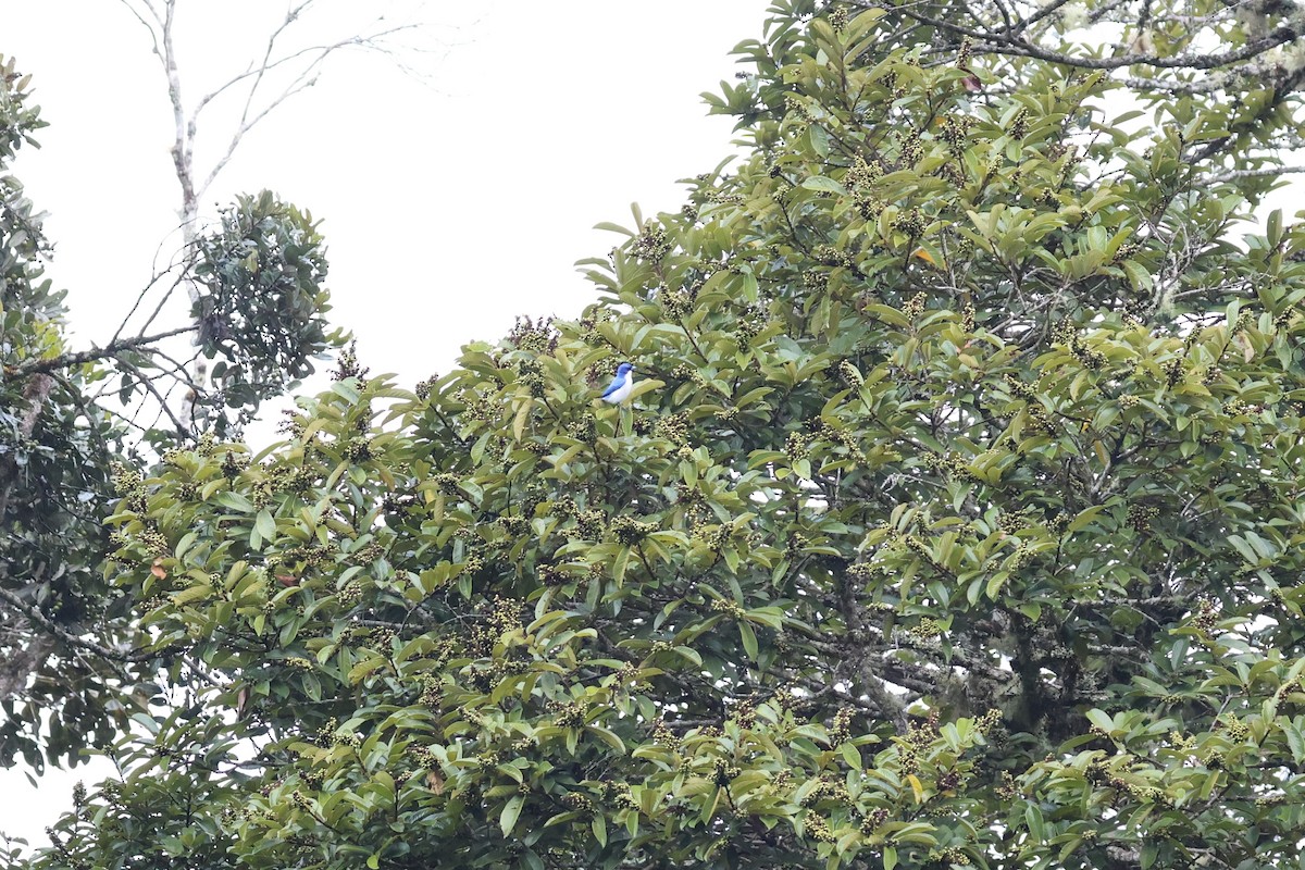 Madagascar Blue Vanga - ML640990253