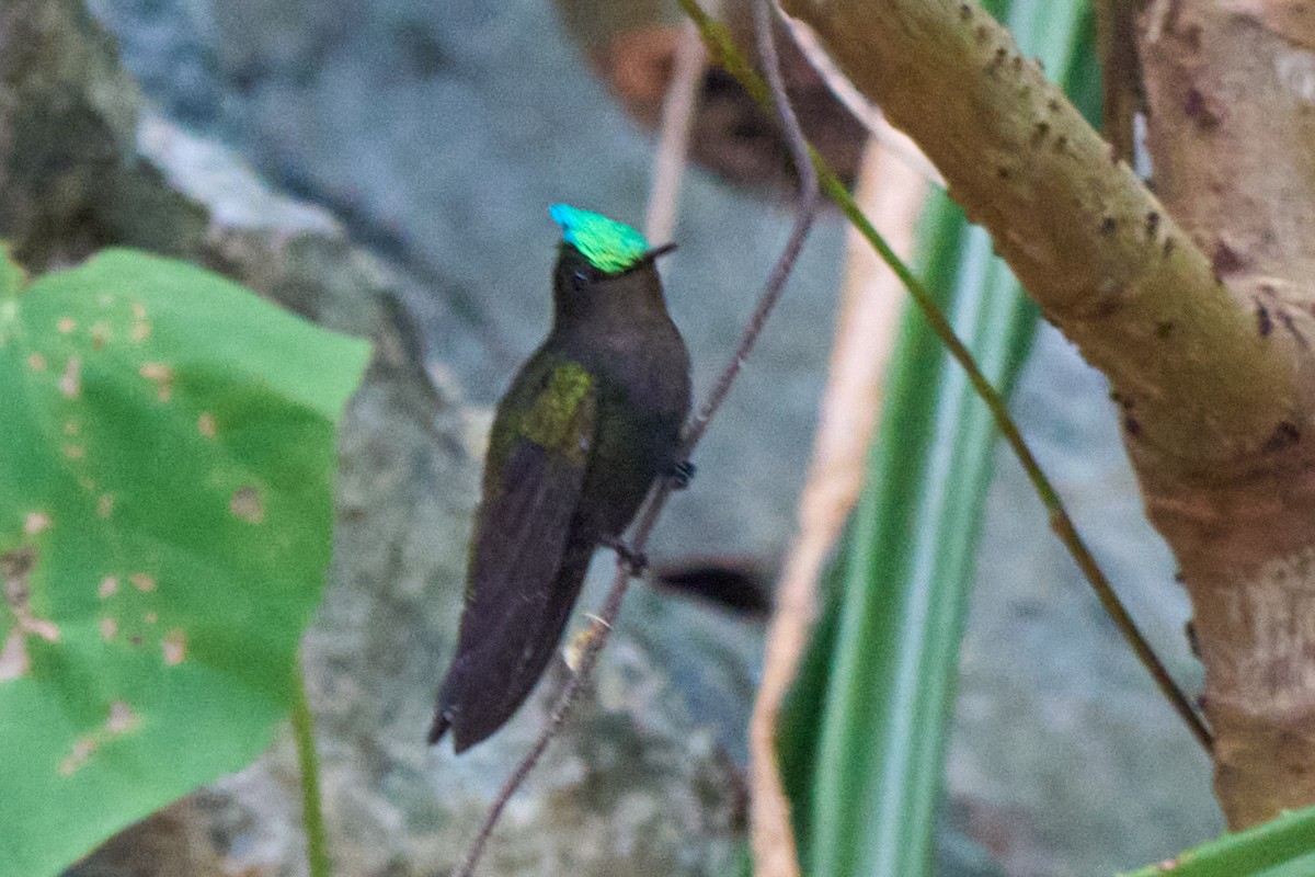 Antillean Crested Hummingbird - ML640990258