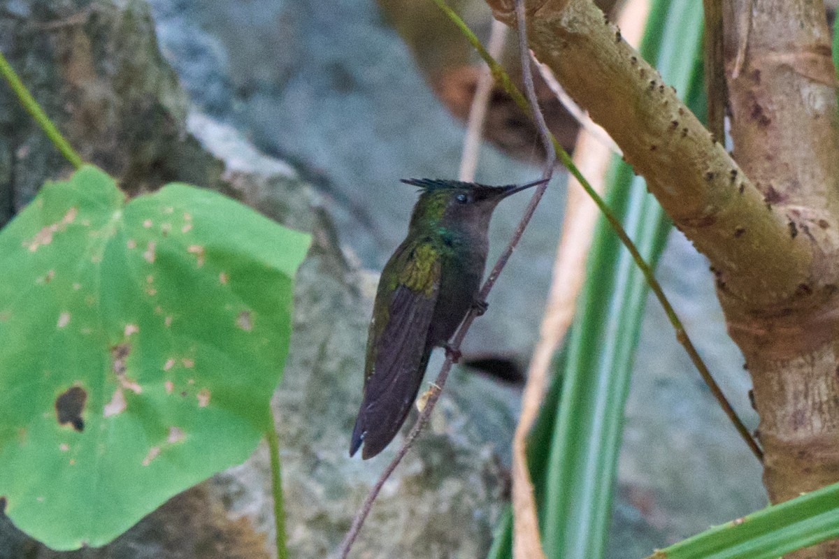 Antillean Crested Hummingbird - ML640990259