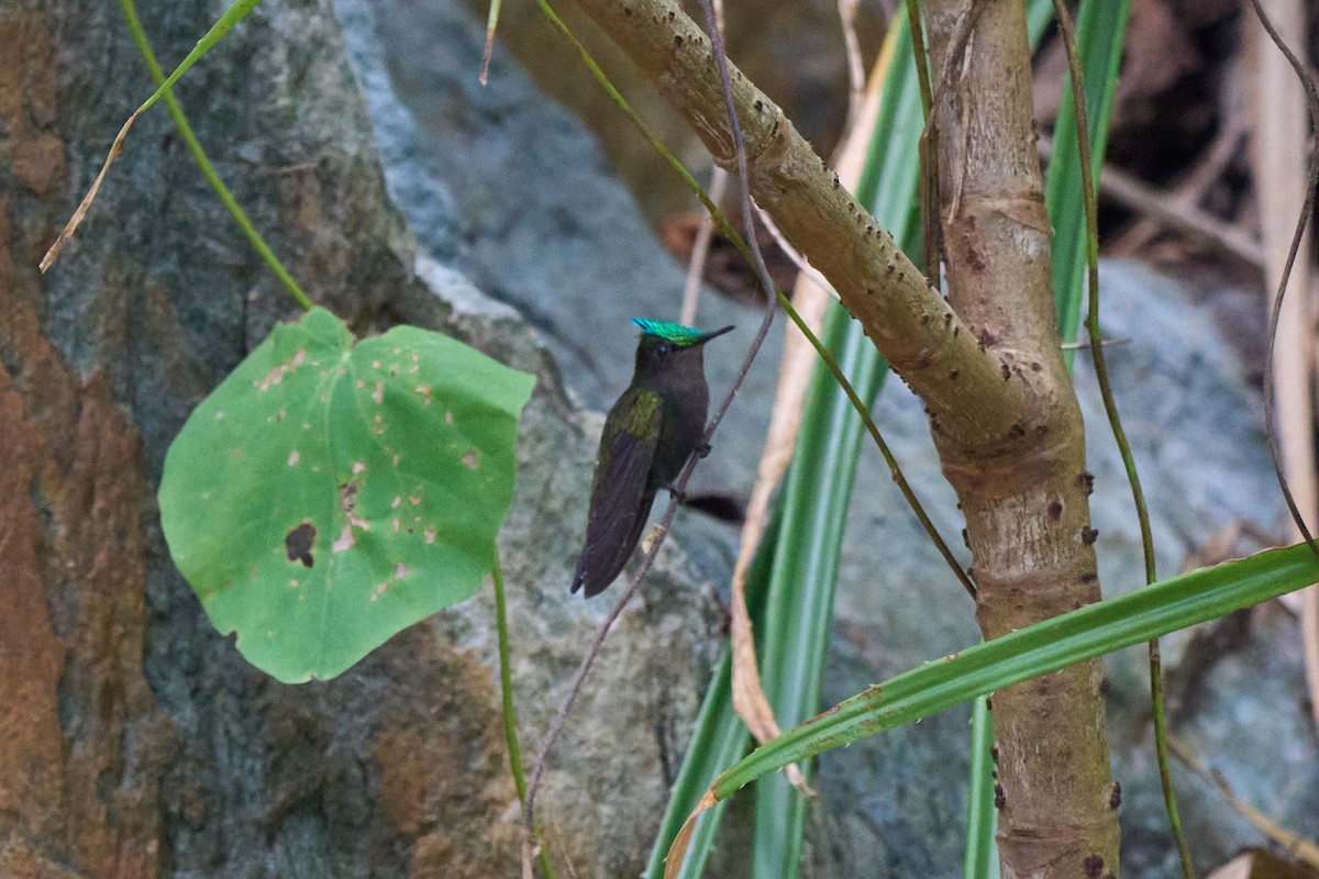 Antillean Crested Hummingbird - ML640990260
