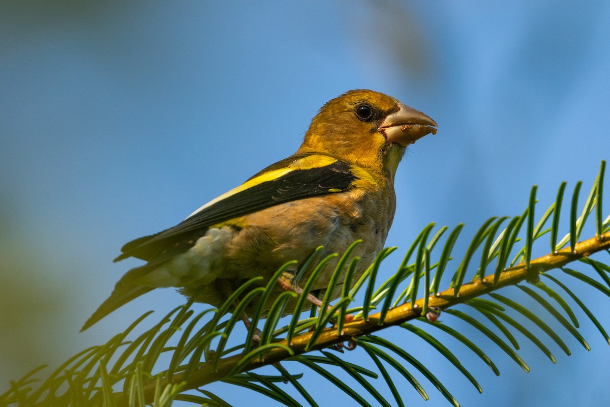 Evening Grosbeak - ML640990263