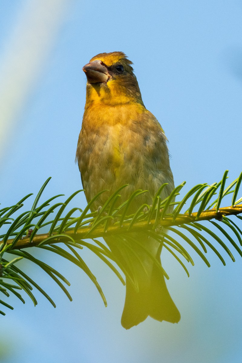 Evening Grosbeak - ML640990264