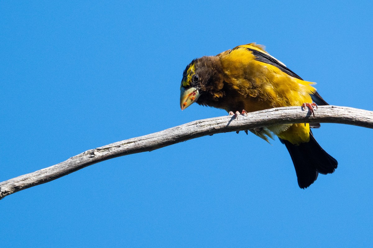 Evening Grosbeak - ML640990265