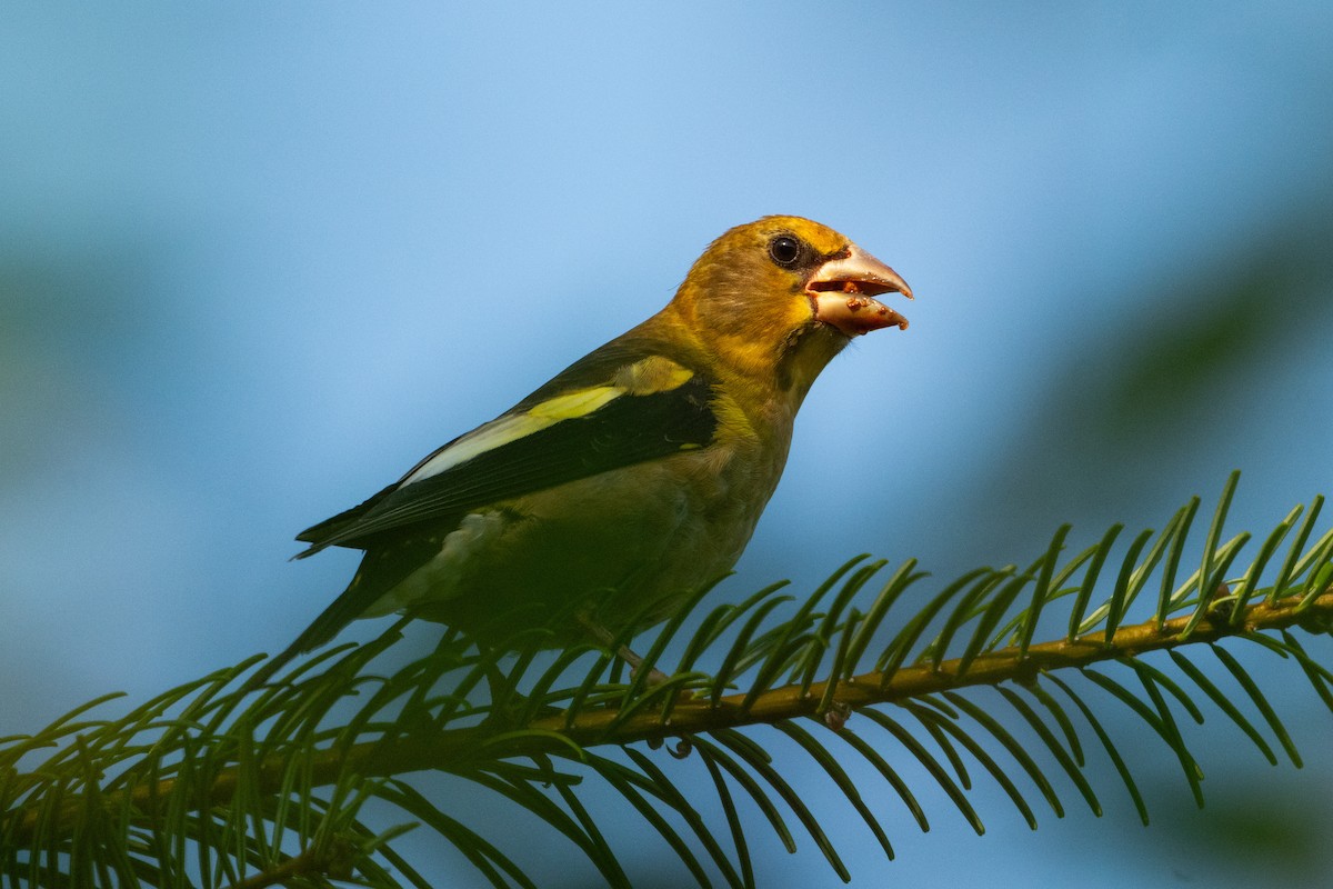 Evening Grosbeak - ML640990266
