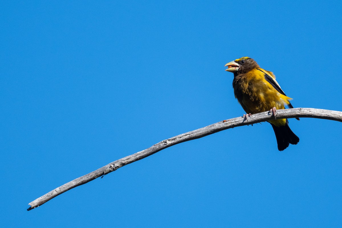 Evening Grosbeak - ML640990268