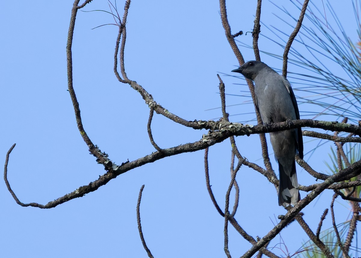 Black-winged Cuckooshrike - ML640990271