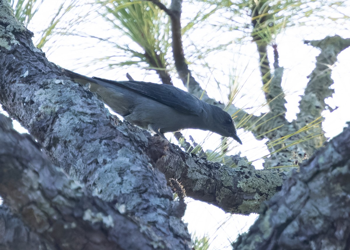 Black-winged Cuckooshrike - ML640990272