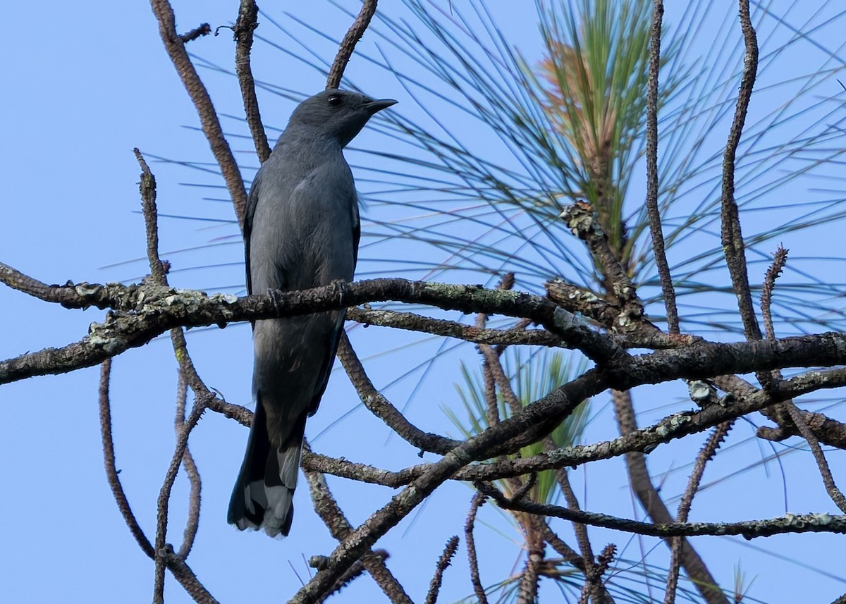 Black-winged Cuckooshrike - ML640990273