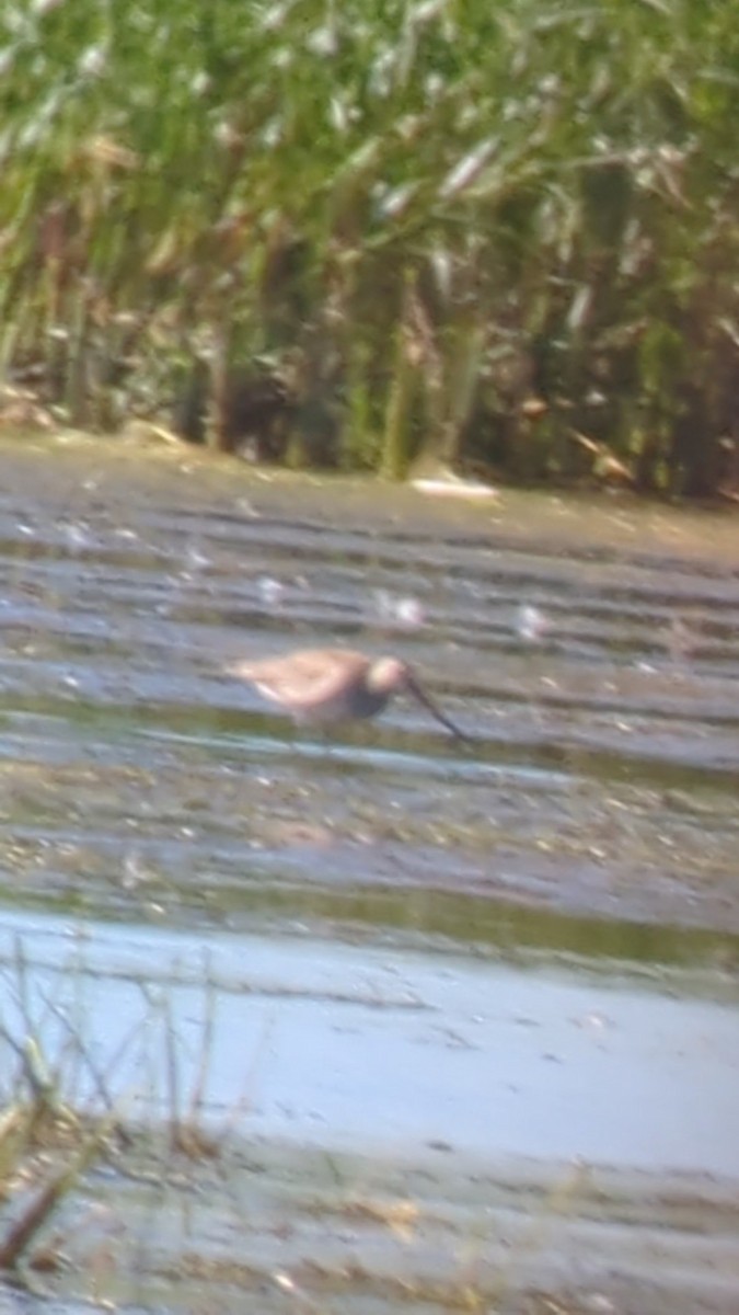 Hudsonian Godwit - ML640990277