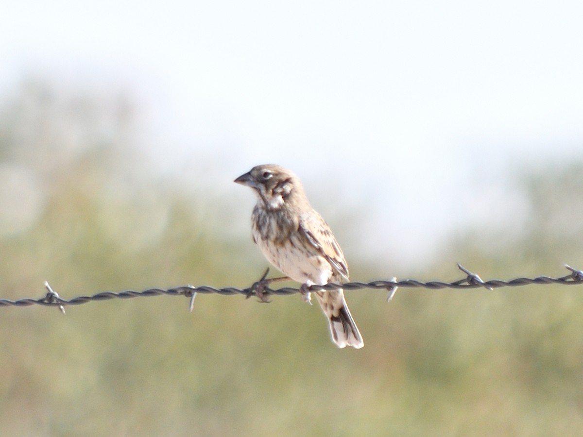 Lark Bunting - ML640990279