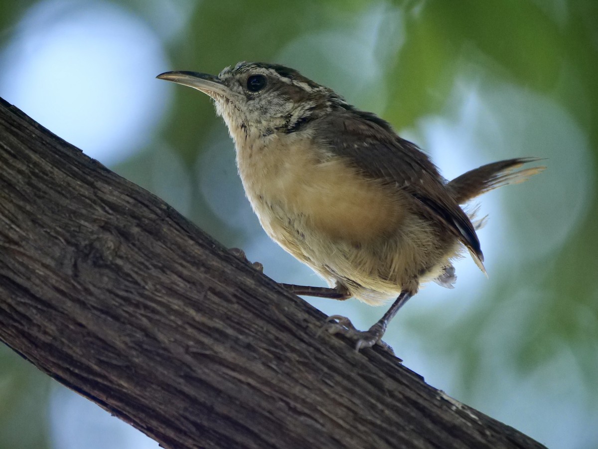 Carolina Wren - ML640990289