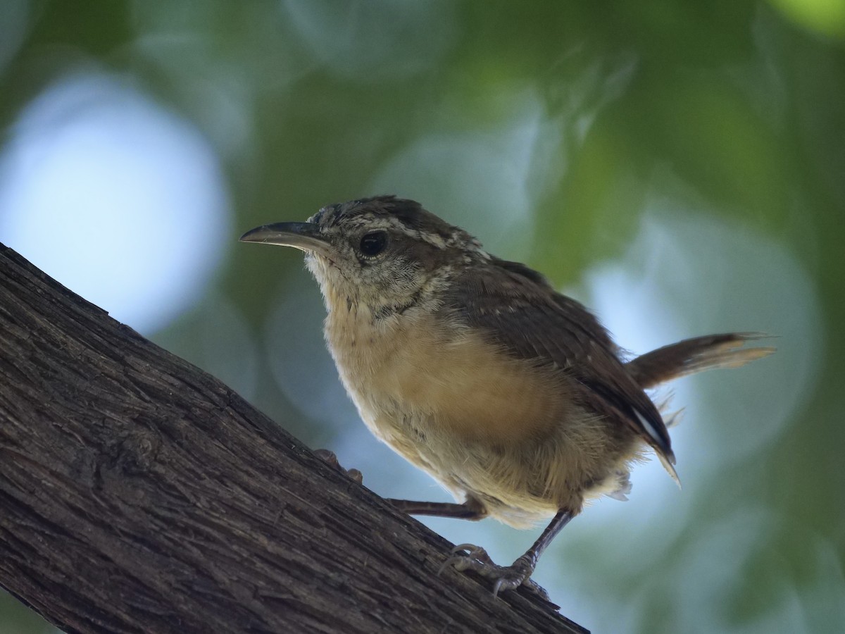 Carolina Wren - ML640990290