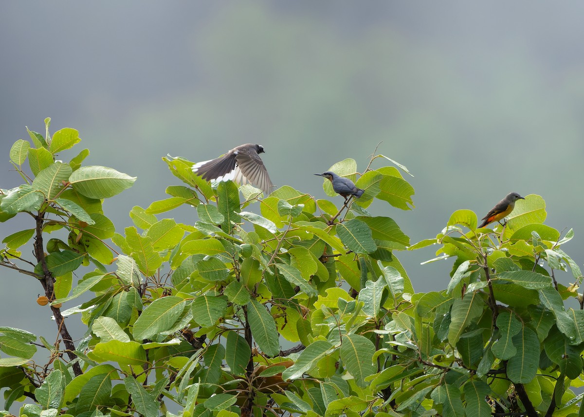 Burmese Nuthatch - ML640990300