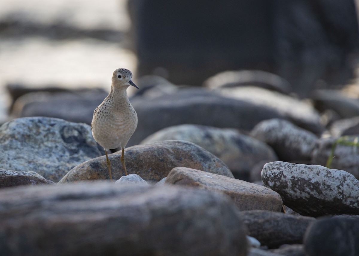 jespák plavý - ML640990303