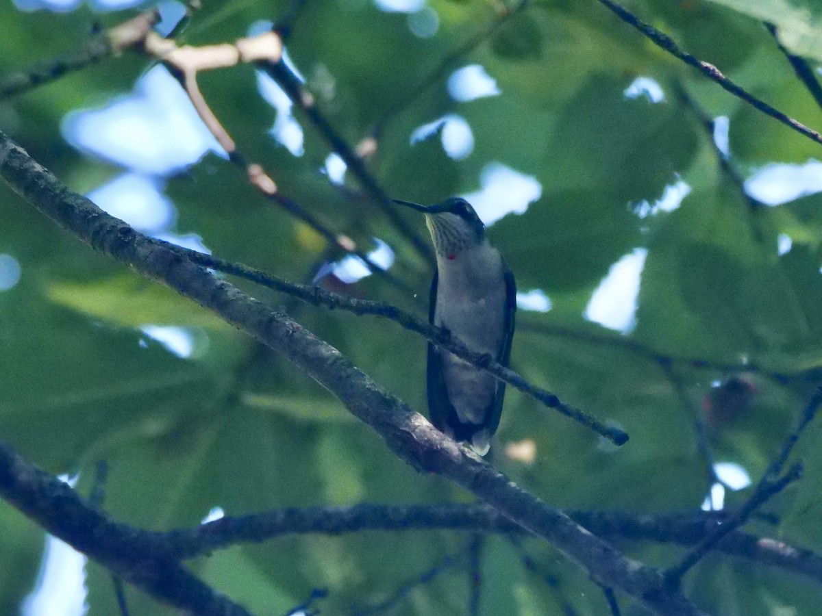 Ruby-throated Hummingbird - ML640990345