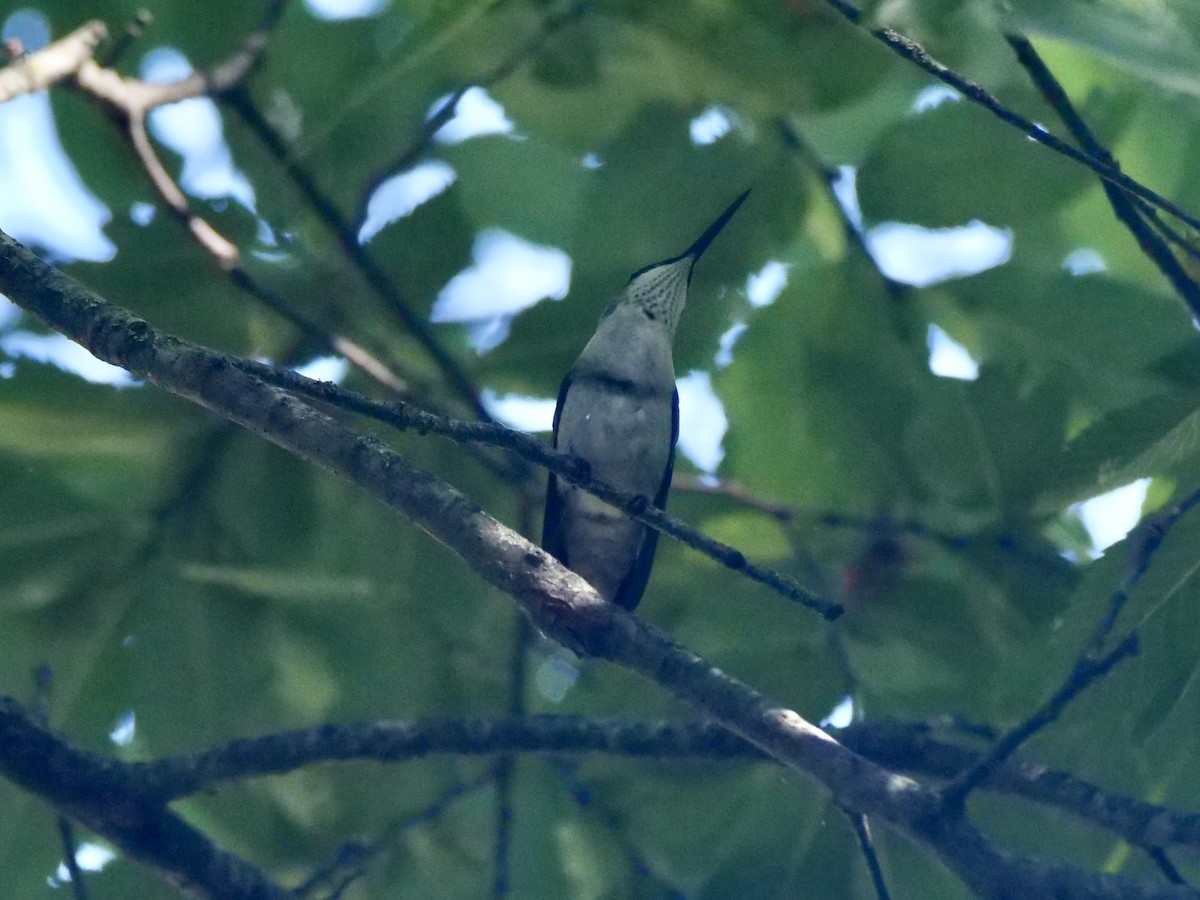 Ruby-throated Hummingbird - ML640990346