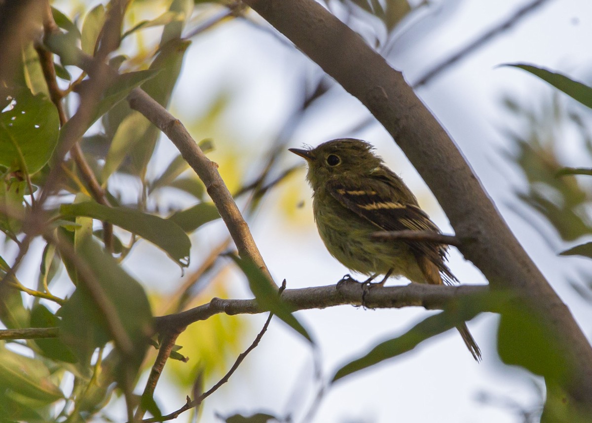 tyranovec žlutobřichý - ML640990350