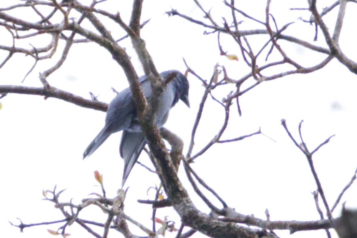 Sunda Cuckooshrike - ML640990357