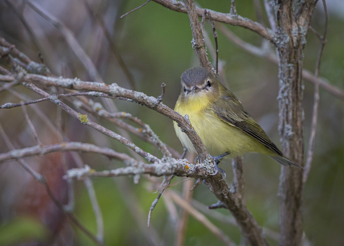 zelenáček kanadský - ML640990362