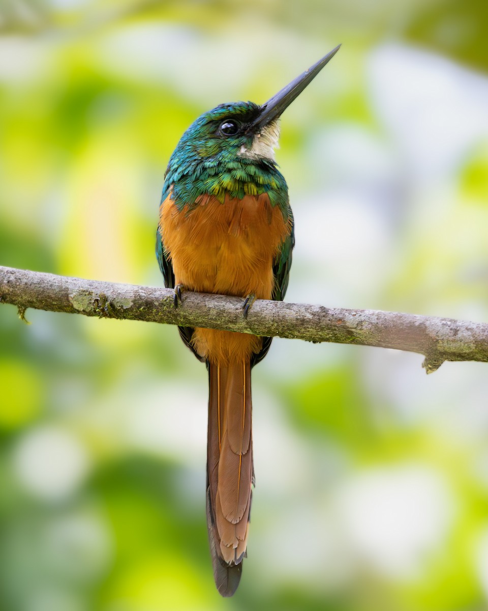 Рыжехвостая якамара - ML640990448