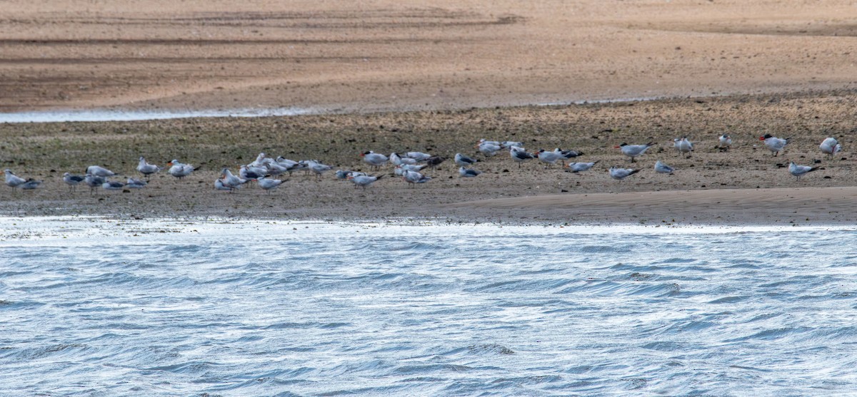 Forster's Tern - ML640990495