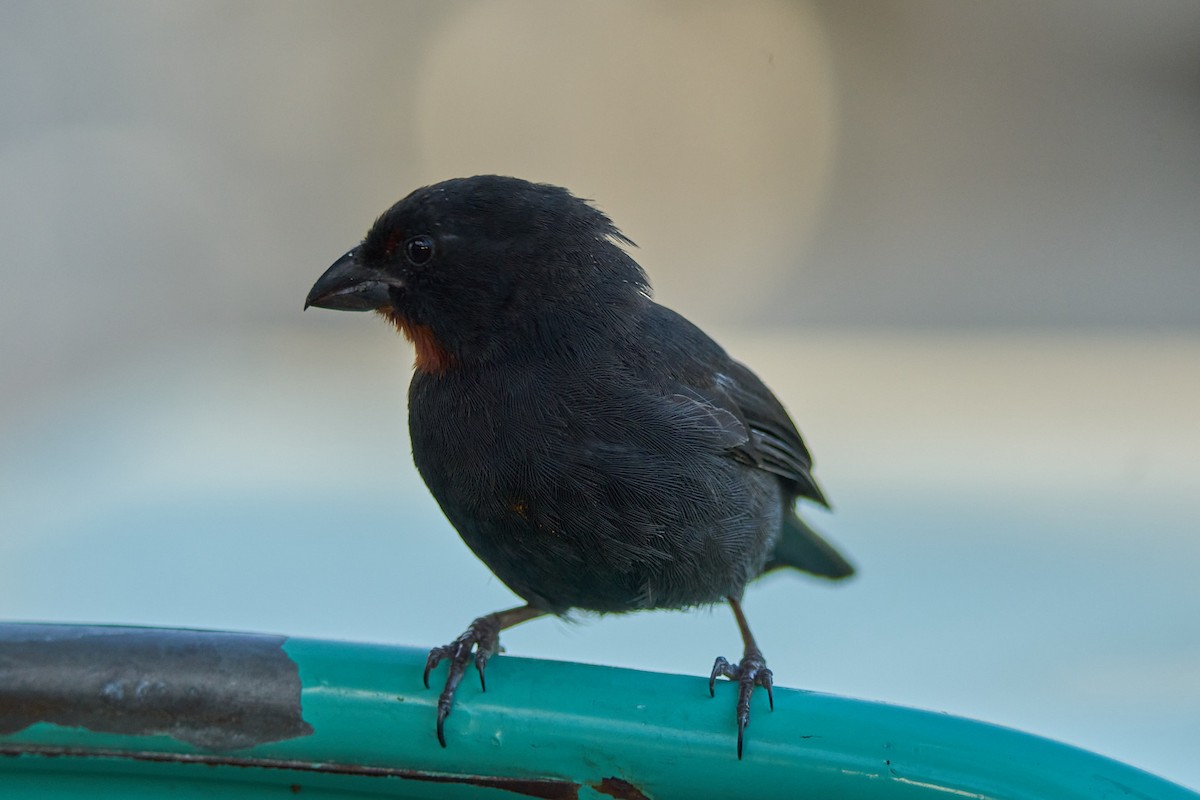 Lesser Antillean Bullfinch - ML640990497