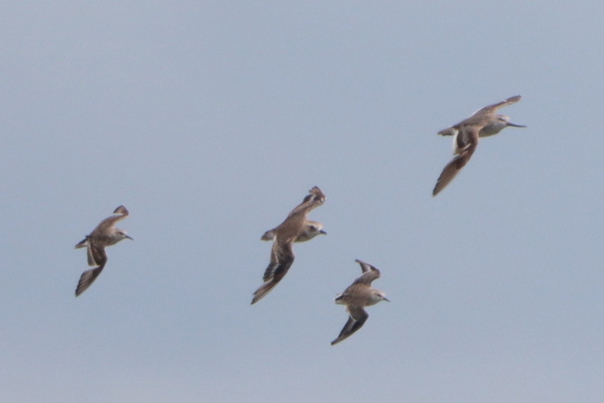 Terek Sandpiper - ML640990508