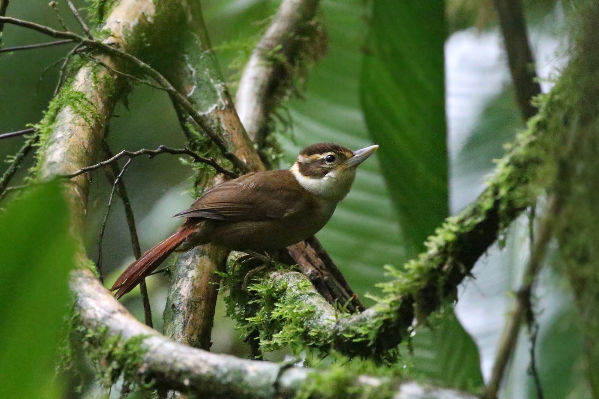 White-collared Foliage-gleaner - Charley Hesse • Naturally Adventurous Podcast