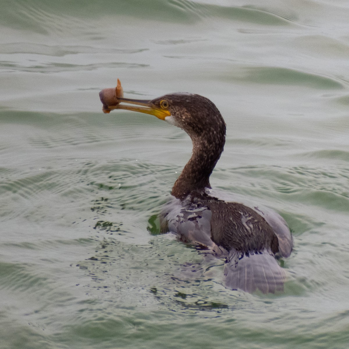 European Shag - ML640990540